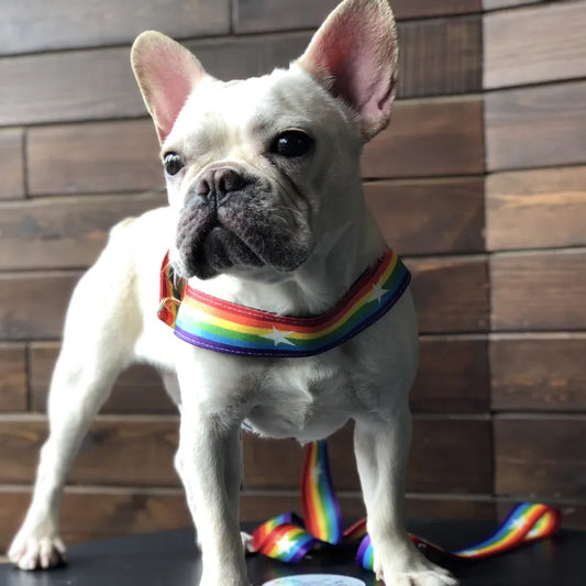 Regenbogen Hundegeschirr mit Sternen – Weich und Verstellbar für Komfort und Sicherheit