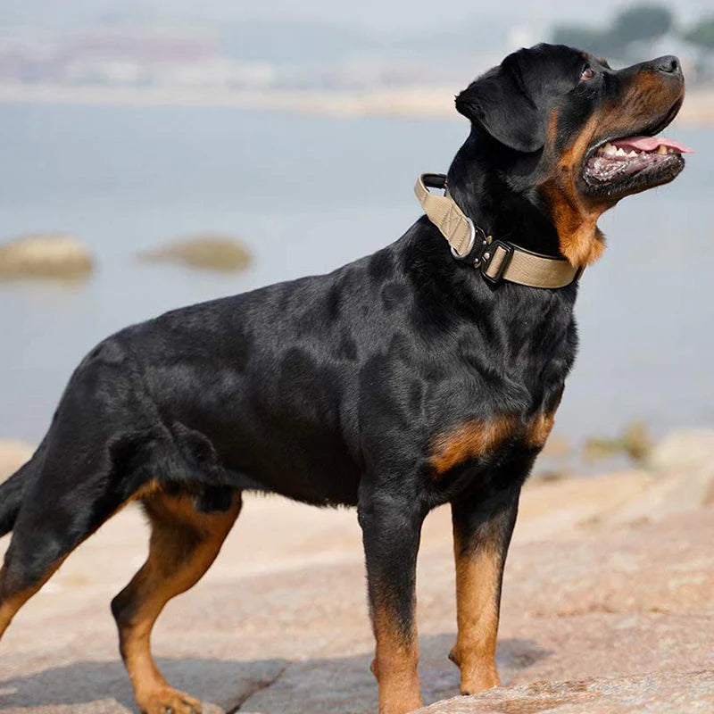 Hundehalsband mit Handgriff für optimale Führung
