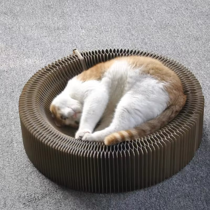 Zauberhaftes Kratz- Und Spielbett Für Katzen