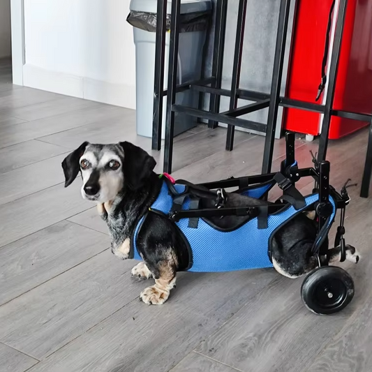 Hundehilfe-Gehhilfe für Katzen und Hunde – Rollstuhl für Mobilität und Unabhängigkeit