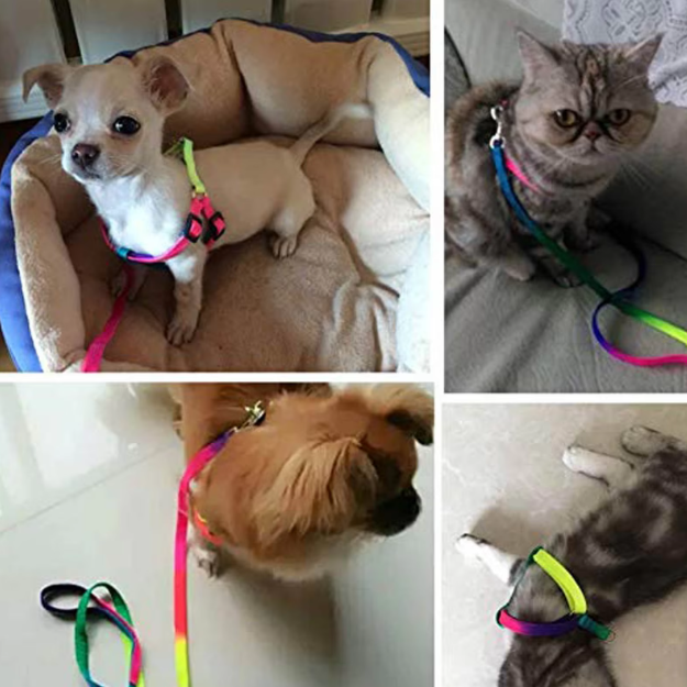 Buntes Hundegeschirr mit Leine – Verstellbares Set für Hunde in Regenbogenfarben