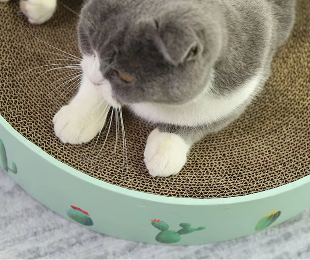 Katzenschleife Aus Karton mit Kaktusdesign – Kratzbrett im Modernen Stil