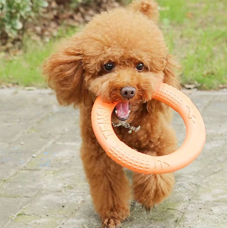 Robuster Wurf- Und Beißring – Interaktives Hundespielzeug Für Aktiven Spielspaß