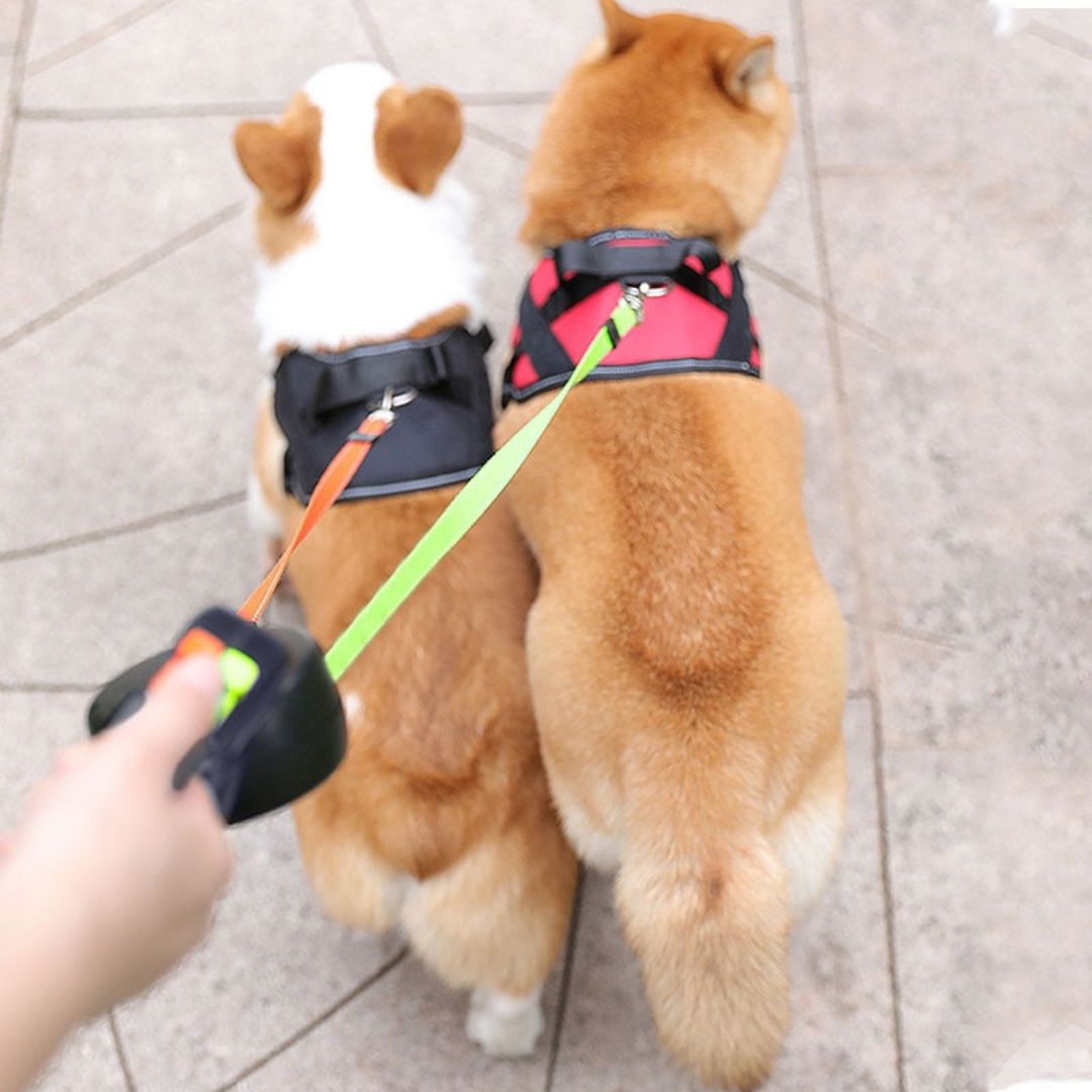 Doppelleine für Hunde mit Anti-Wickel-Funktion